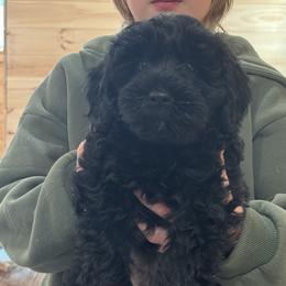 Orange collar - Black  female Australian Cobberdog puppy in Dover Foxcroft, Maine from Faberge Australian Cobberdog