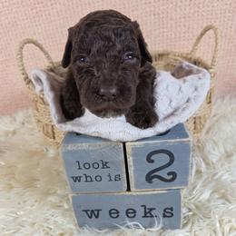 Honey - Brown and white female Aussiedoodle puppy in Haleyville, Alabama from The Cuddly Dood Ranch
