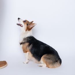 Rosie - Pembroke Welsh Corgi
