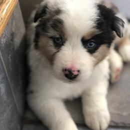 Miniature Australian Shepherd Puppies from Bear Pond Aussies