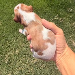 Biscotti - Blenheim male Cavalier King Charles Spaniel puppy in Gilbert, Arizona from Cacti Cavaliers