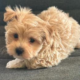 Jasper - Apricot male Maltipoo puppy in Lebanon, Kentucky from Mosaic Merle Doodles