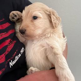 S'mores - Red male Bernedoodle puppy in Monument, Colorado from Colorado Dreamin Doodles