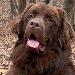 Luna - Newfoundland