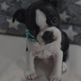 Bella - Black and white female Boston Terrier puppy in Clinton Township, Michigan from Greenberg's Boston Terriers & Bullies of Metro Detroit