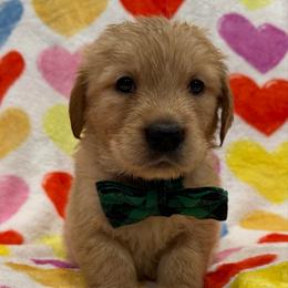 Comet:Green collar - Golden male Golden Retriever puppy in Monterey, Tennessee from Lawson’s Green Acres Goldens and Mini Dachshunds