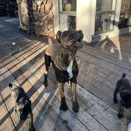 Doja - Cane Corso