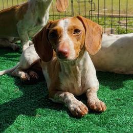 Harper - Dachshund