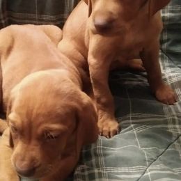 Weimaraners from River Bottom Puppies
