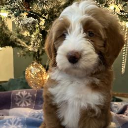 Girl 4 pink collar Bow - Red female Bernedoodle puppy in Cody, Wyoming from Yellowstone Breeders
