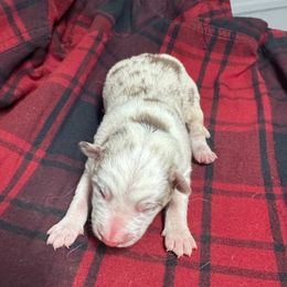 Ace - Red merle male Border Collie puppy in Chattanooga, Tennessee from Ross Vegas Kennels