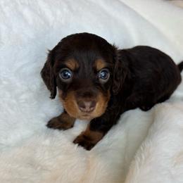 Hershey - Chocolate female Dachshund puppy in Humphreys, Missouri from Foster’s Dachshunds