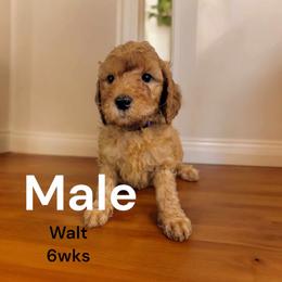 Goldendoodle Puppies from Stacy Warwick