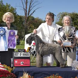 Kerry Blue Terriers from Cross the Rubicon