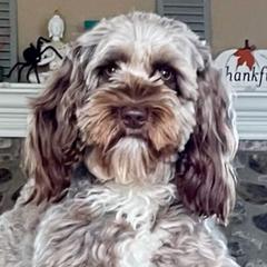 Fiona - Australian Cobberdog