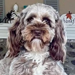 Fiona - Australian Cobberdog