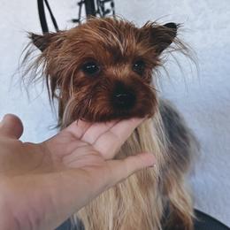 Mía - Blue and gold female Yorkshire Terrier puppy in Cape Coral, Florida from Katherine’s Yorkies and Poodles