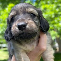Shaded Cream - Cream male Dachshund puppy in Nampa, Idaho from Long_and_Low_Dachshunds