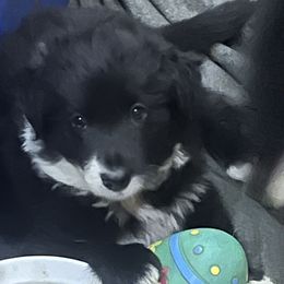 Boy 1 - Black and white male Border Collie puppy in Miami, Florida from CP FARMS BORDER COLLIES N JACKS CORP