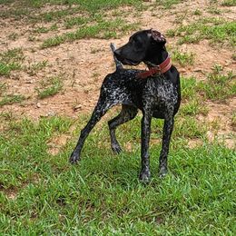 Honey - German Shorthaired Pointer