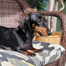 Lilo - Dachshund