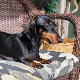 Lilo - Dachshund