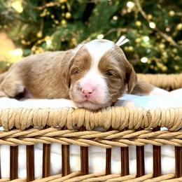 White - Caramel female Australian Labradoodle puppy in Auburn, Washington from West Valley Labradoodles