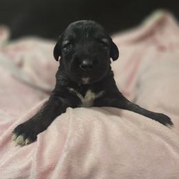Anatolian Shepherd Dog Puppies from Florida Anatolian Shepherds