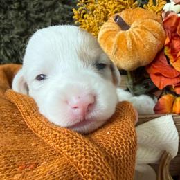 Mochi - Sable and white female American Corgi puppy in Paxton, Illinois from McGovern Family Corgis