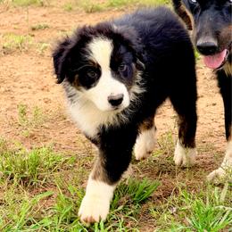 Flint - Black tri-color male Australian Shepherd puppy in Mineral Wells, Texas from A6 Australian Shepards