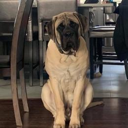 Mastiff Puppies from River Valley English Mastiffs