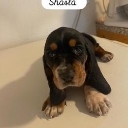 Basset Hound Puppies from Idagon Bassets