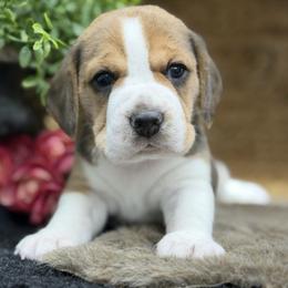 AKC Cricket - Black tan and white male Beagle puppy in Chillicothe, Missouri from Tymber Lake Beagles