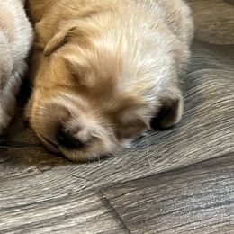 Golden Retriever Puppies from Lake Champlain Goldens