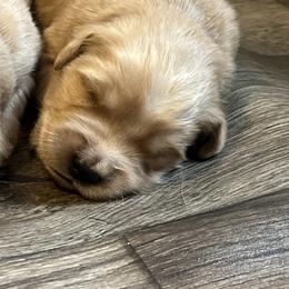 Golden Retriever Puppies from Lake Champlain Goldens