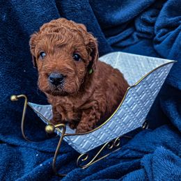 Green Collar - Red  male Goldendoodle puppy in Archbold, Ohio from Wurster's Mini Wee Doodles