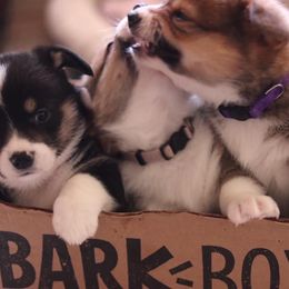 Pembroke Welsh Corgi Puppies from Off Road Ranch Corgis