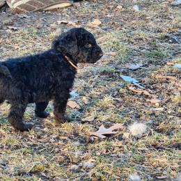 Aussiedoodle Puppies from Lotadoodle Farms