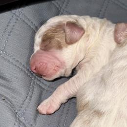 Alfalfa - Parti male Assorted Doodle Crosses puppy in Madison, Georgia from Porchlight Puppies