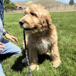 Hope Apricot girl 2 - Apricot female Pyredoodle puppy in Prescott, Washington from Washington Bernedoodles & Pyredoodles