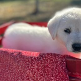 Girl 1 - German Shepherd puppy from Twila Ruth Herot