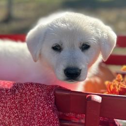 Girl 1 - German Shepherd puppy from Twila Ruth Herot