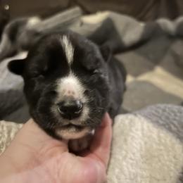 Meg - Black and white female Siberian Husky puppy in Wheeling, West Virginia from Powells Huskies