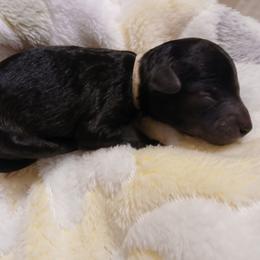 Girl 1 - Black female Poodle puppy in Blanch, North Carolina from Faithful Hearts Kennel