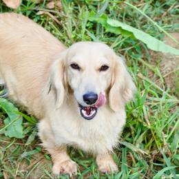 Lyla - Dachshund