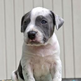 Blue Ticked Male - Blue male American Bully puppy in Lexington, Kentucky from Deuce's Den