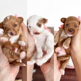 Male Pick 1 - Red male Cavapoo puppy in Melbourne, Florida from Space Coast Doodle Co.