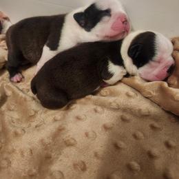 Boston Terrier and French Bulldog Puppies from Edna's Homegrown Frenchies