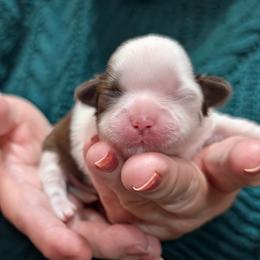 Schroeder - Brindle and white male Shih Tzu puppy in Ruffs Dale, Pennsylvania from RAM Shih Tzus Rolling Hills of PA