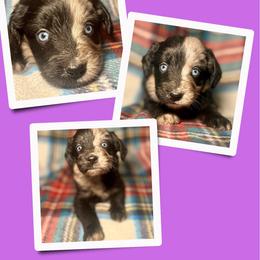 Ruby - Merle female Golden Aussiedoodle puppy in Bluefield, Virginia from Love on a Leash